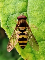 Parasyrphus lineolus