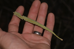 Banksia attenuata