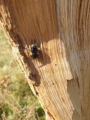 Mesembrina meridiana
