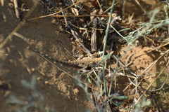 Phrynocephalus guttatus