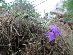 Centaurea decipiens
