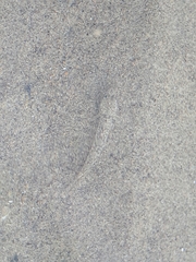 Pomatoschistus marmoratus
