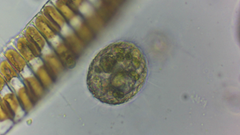 Colepidae