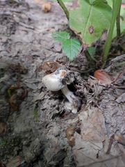 Pseudosperma sororium