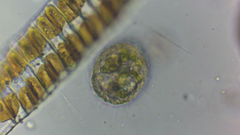 Colepidae