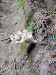 Pseudosperma sororium