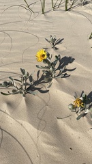Senecio crassiflorus