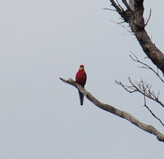 Platycercus icterotis icterotis