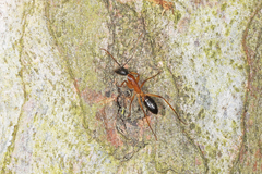 Camponotus nigriceps