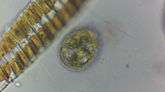 Colepidae