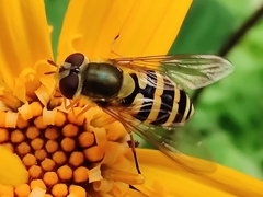 Syrphus