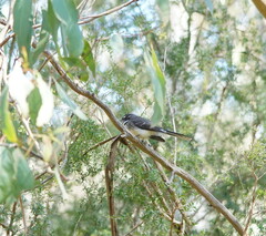 Rhipidura albiscapa