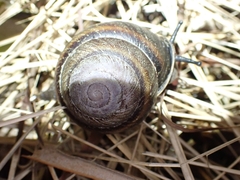 Thersites mitchellae