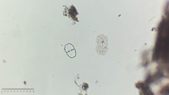 Cosmarium