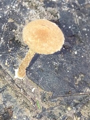 Flammulaster erinaceellus