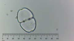 Cosmarium
