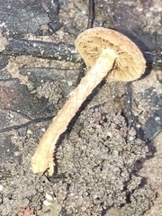 Flammulaster erinaceellus