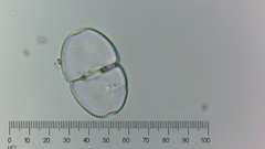 Cosmarium