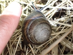 Thersites mitchellae