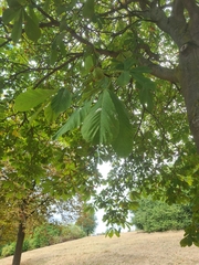 Aesculus hippocastanum