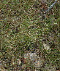 Microstachys chamaelea