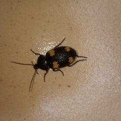 Craspedophorus
