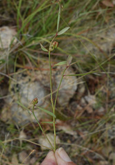 Microstachys chamaelea