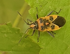 Corizus hyoscyami