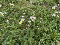 Erigeron annuus