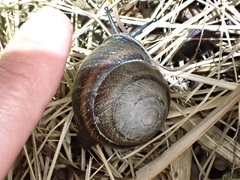 Thersites mitchellae