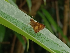 Oriens paragola