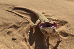 Phrynocephalus mystaceus