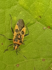 Corizus hyoscyami
