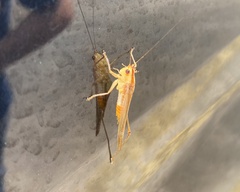 Conocephalus brevipennis
