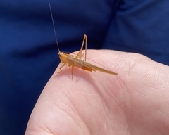 Conocephalus brevipennis