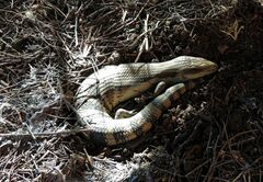 Tiliqua scincoides