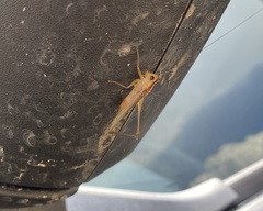 Conocephalus brevipennis