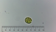 Chlamydomonadales