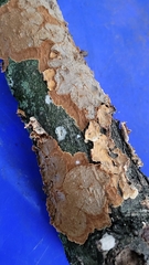 Steccherinum ochraceum