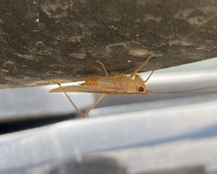 Conocephalus brevipennis