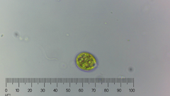 Chlamydomonadales