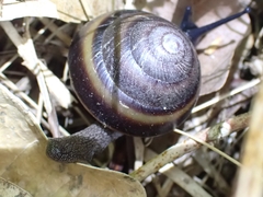 Thersites mitchellae