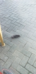 Rattus norvegicus