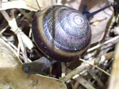 Thersites mitchellae