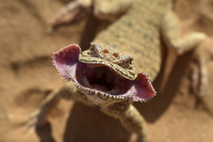 Phrynocephalus mystaceus