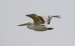 Pelecanus crispus