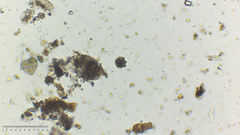 Heteronema spirale