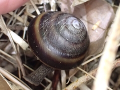 Thersites mitchellae