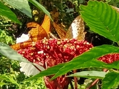 Vindula dejone erotella