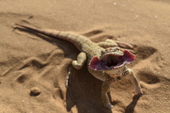 Phrynocephalus mystaceus